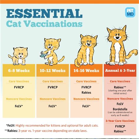 Vaccines for Cats 